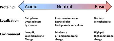 Protein pI and Intracellular Localization